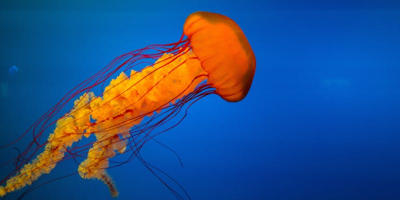 Full-size jellyfish